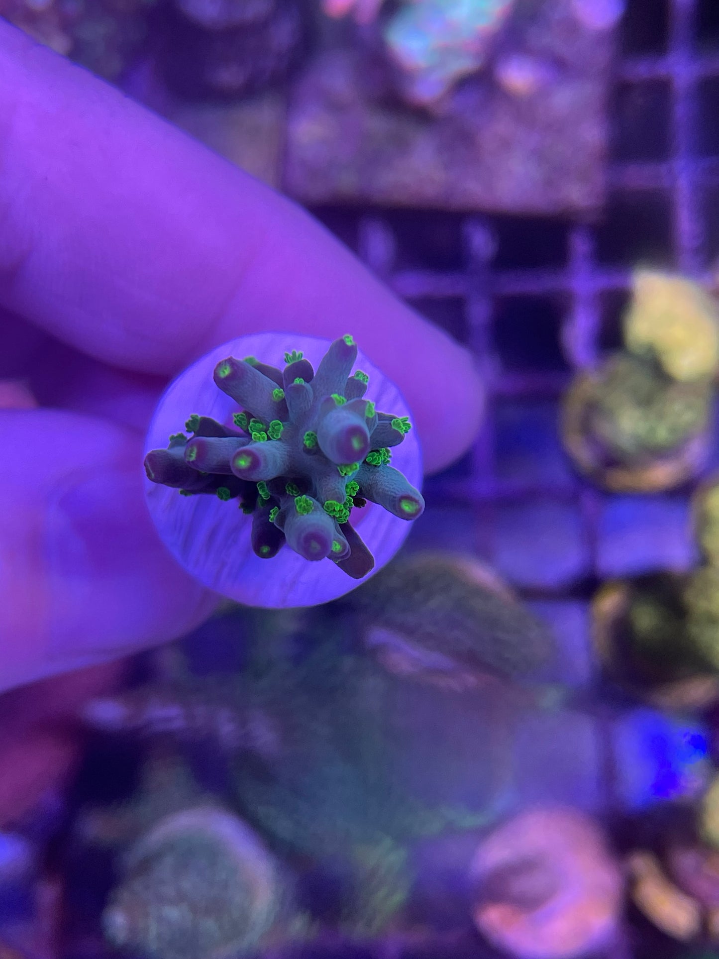 U.R. Ultimate Bonsai SPS