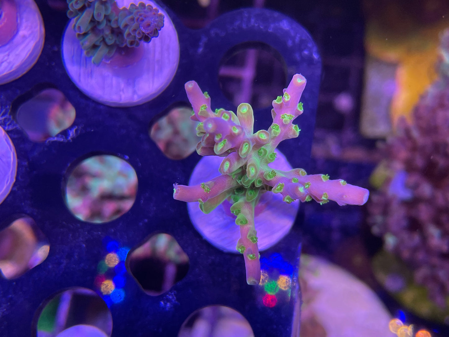 Rainbow loom Acropora