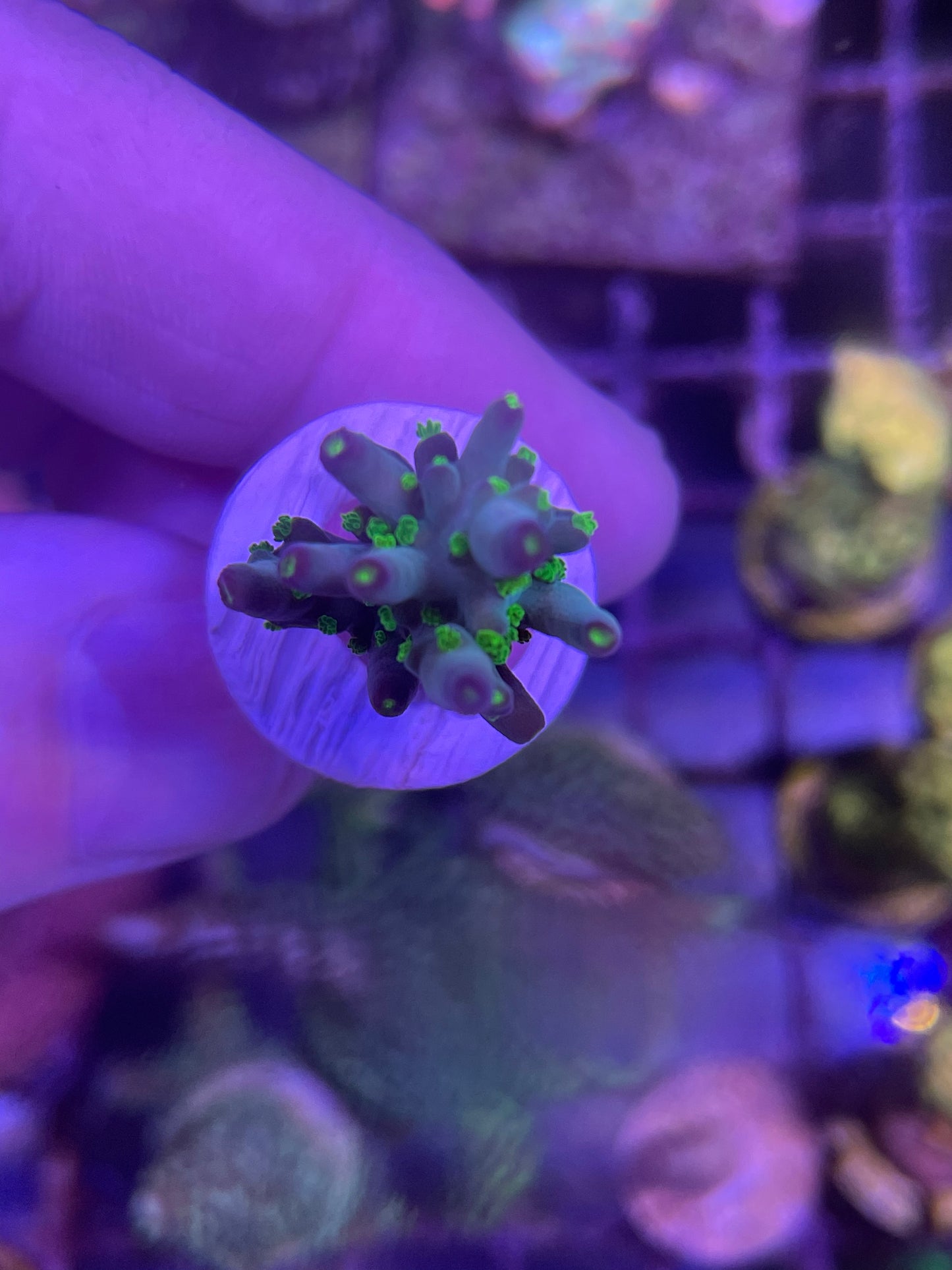 U.R. Ultimate Bonsai SPS