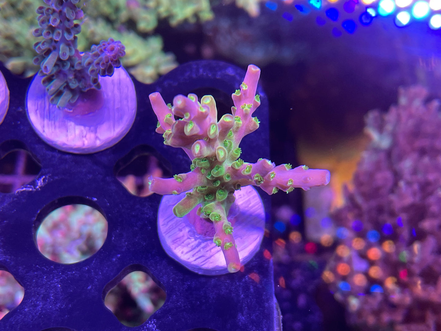 Rainbow loom Acropora
