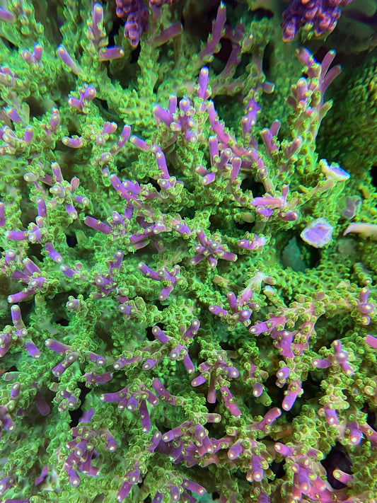 Rainbow loom Acropora