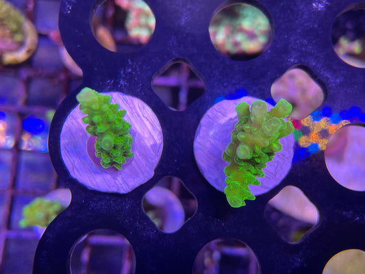 Bali Green Slimer “Acropora Yongei”