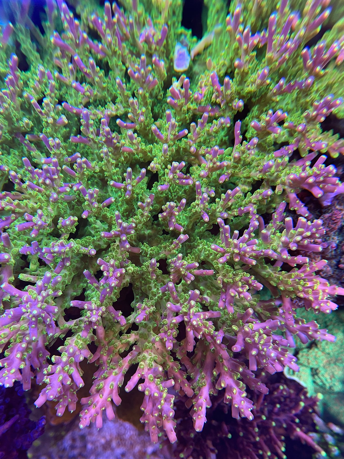 Rainbow loom Acropora