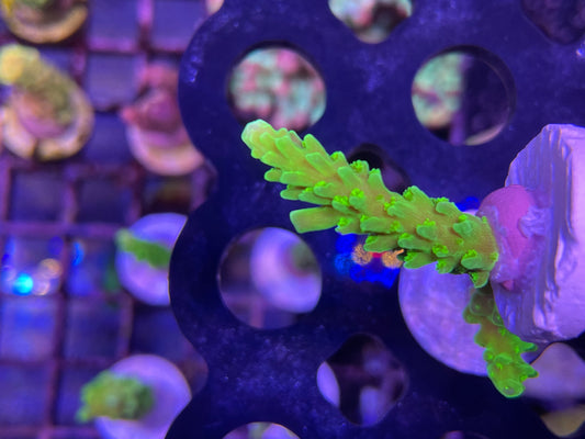 Bali Green Slimer “Acropora Yongei”