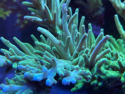 Green Dragon Acropora