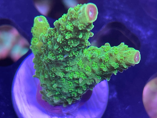 UR Green Slimer Staghorn