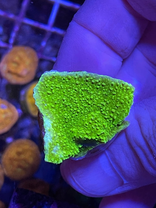 Toxic green monti cap