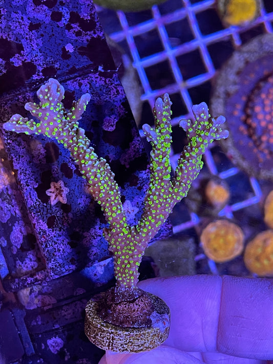 Montipora stellata