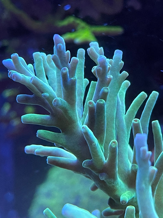 Green Dragon Acropora