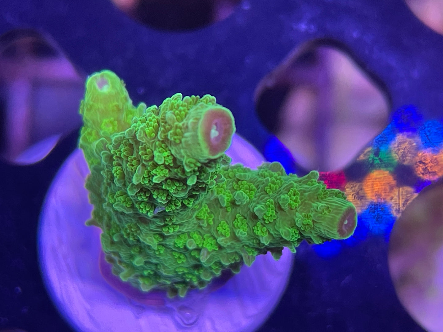 UR Green Slimer Staghorn