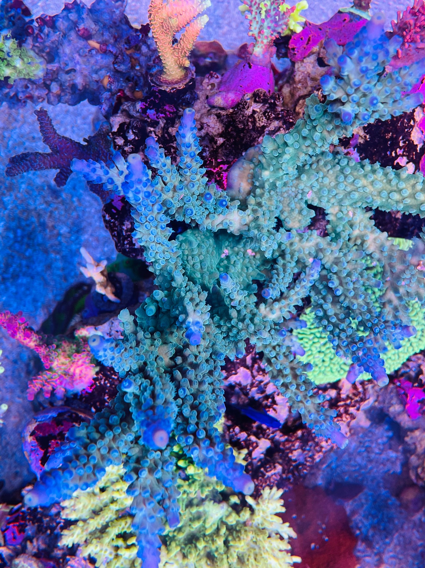 Crown Jewel Staghorn