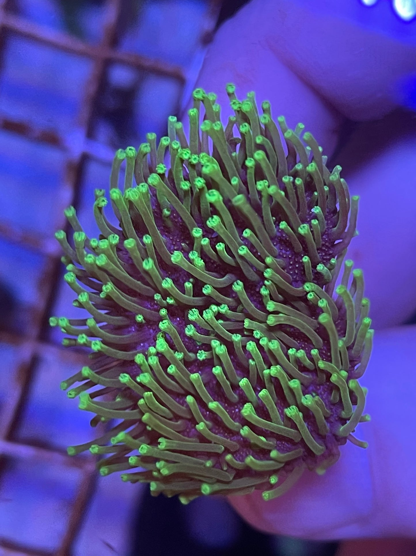 Tyree Green Toadstool "green polyp sarcophyton"