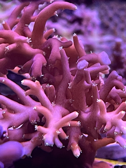 Little Red Ferrari Acropora Carduus
