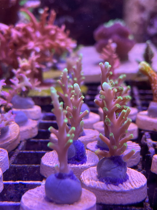 Pac-Man Acropora Carduus