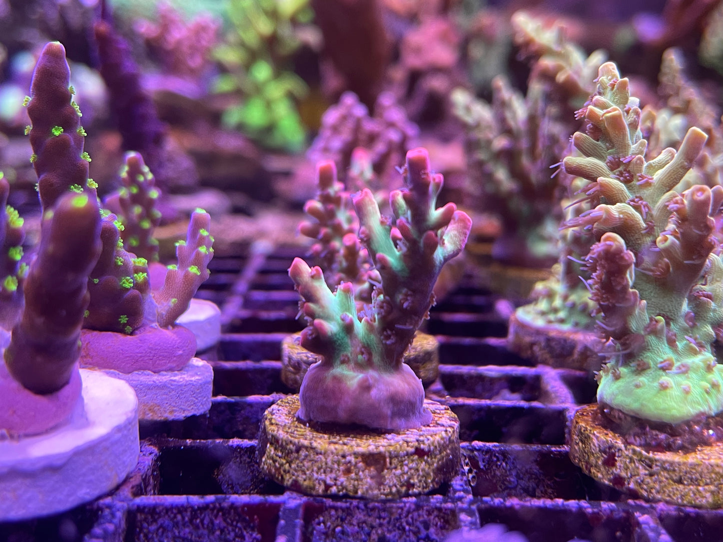 Cornbred Atomic Fireball Acropora "Acropora microclados"
