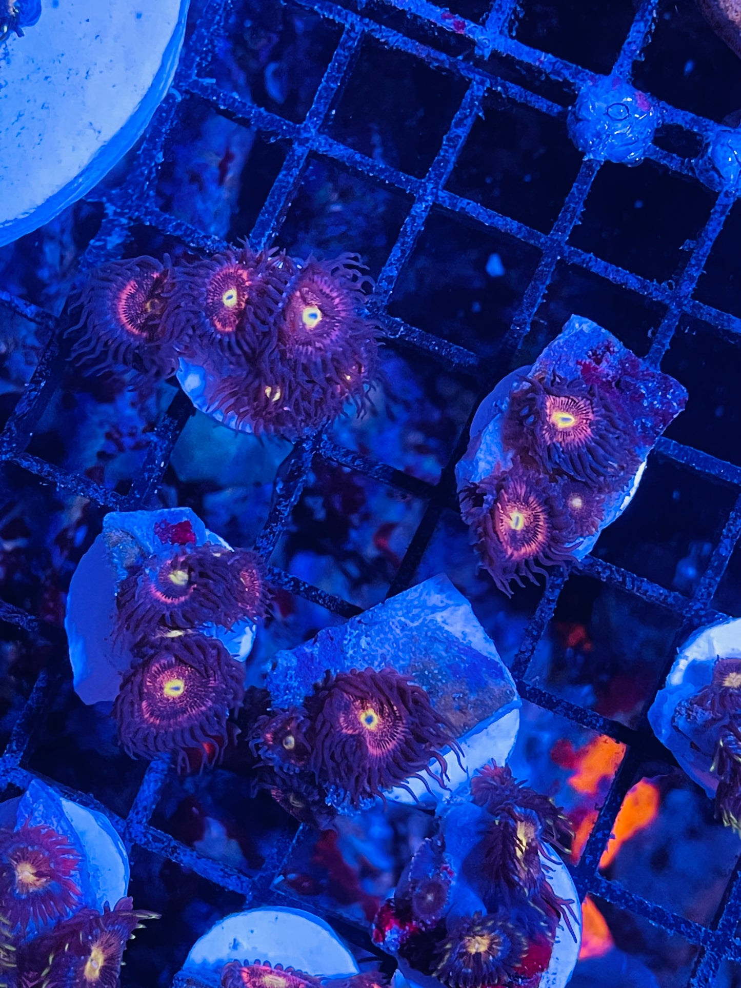 Stardust palyzoa frags