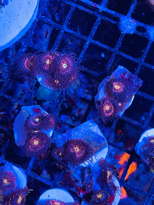 Stardust palyzoa frags