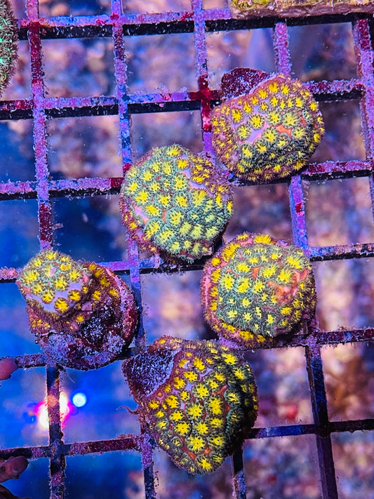 Gold Honeycomb Leptastrea