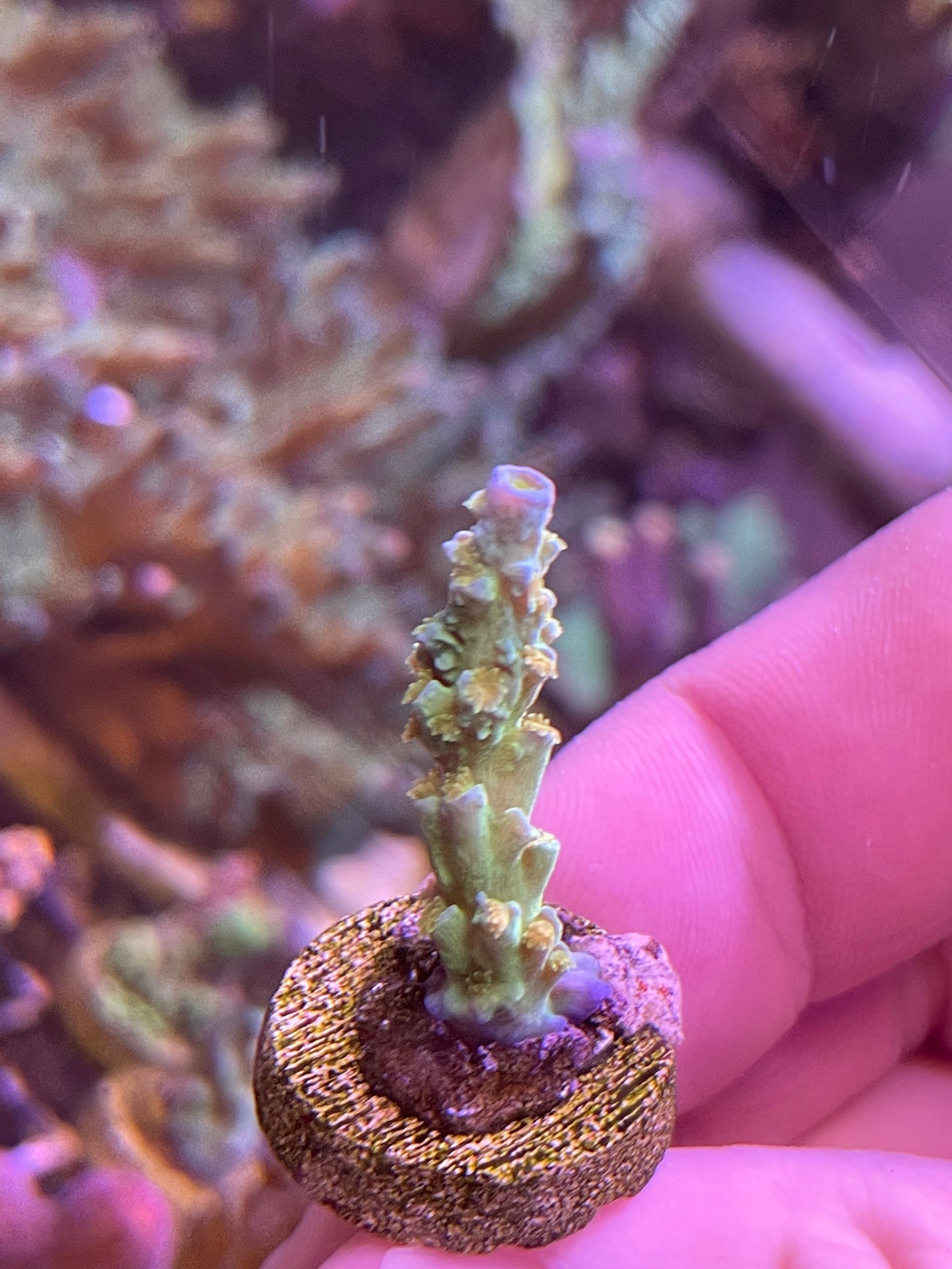 Orange Passion Acropora Tenuis