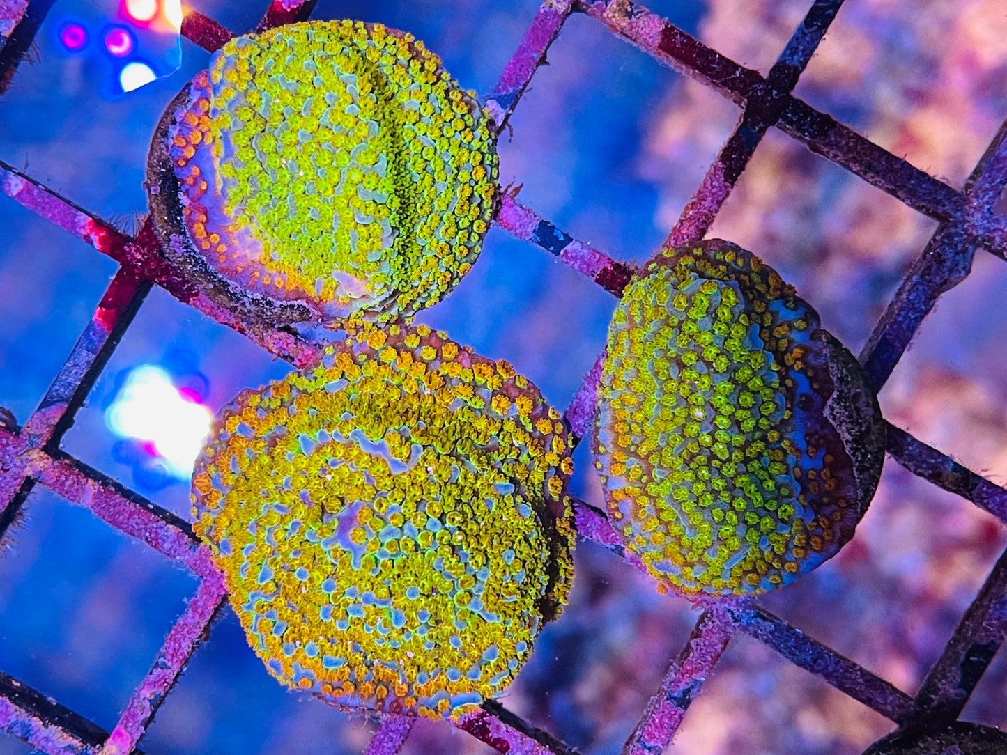 Rainbow Montipora