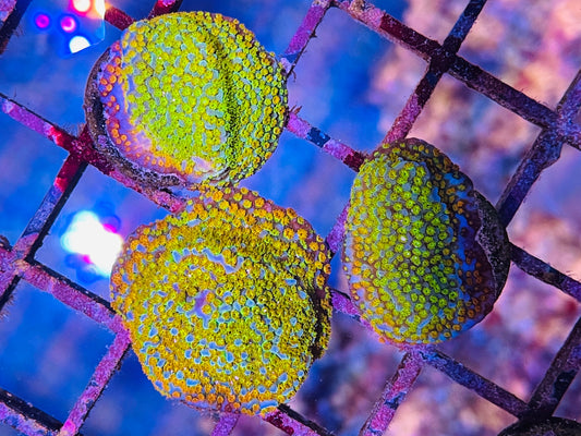 Rainbow Montipora