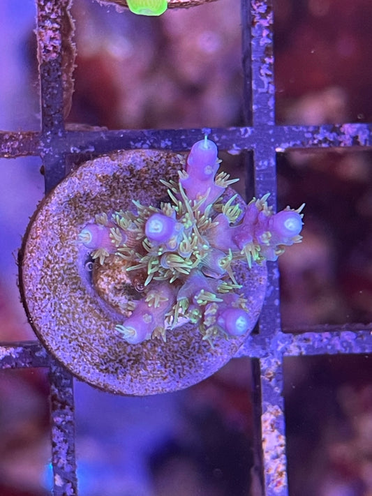 Mermaids Bush Acropora