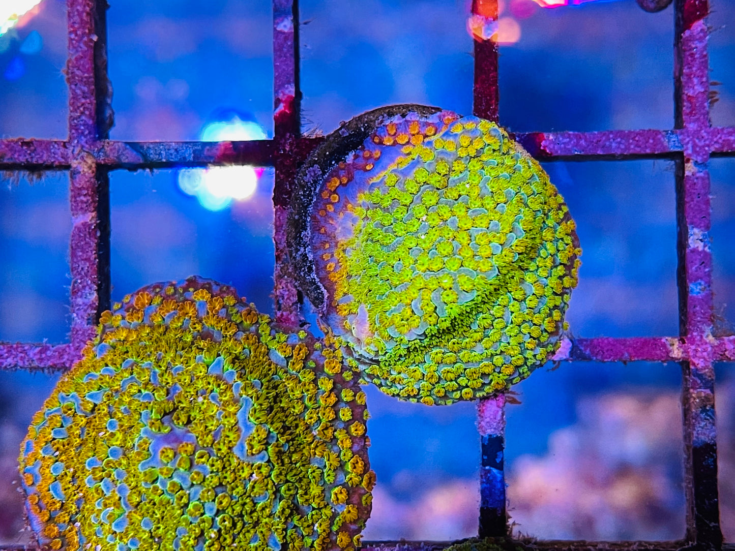 Rainbow Montipora