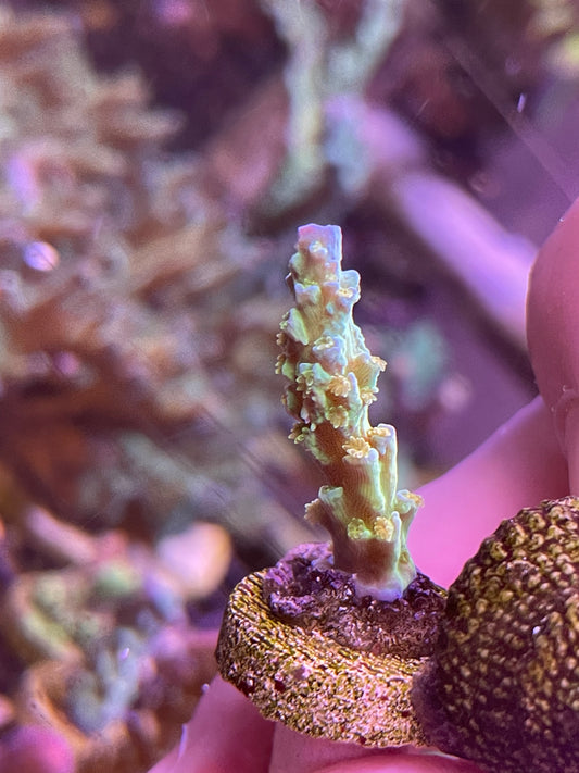 Orange Passion Acropora Tenuis