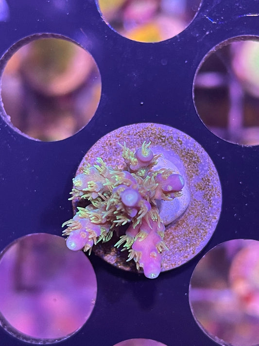 Mermaids Bush Acropora