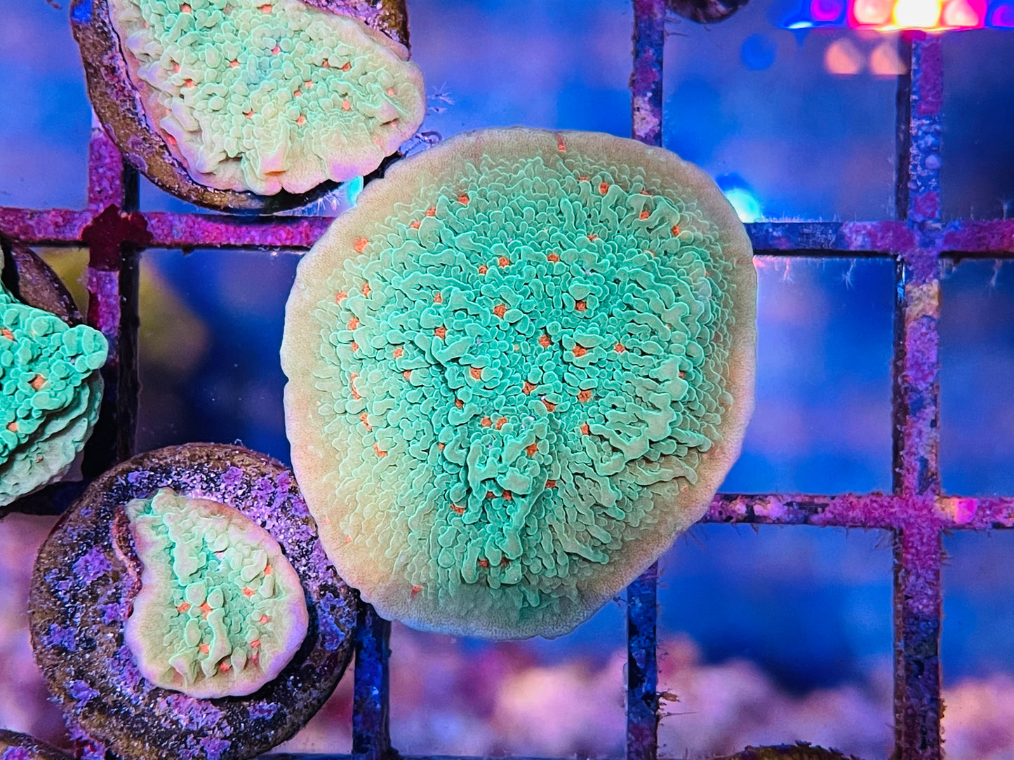 Seasons Greetings Montipora