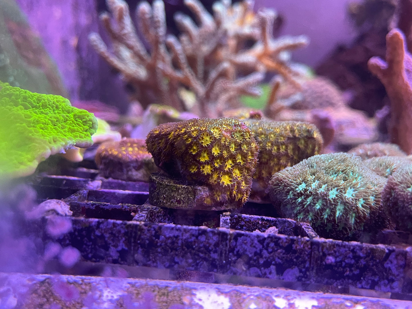 Gold Honeycomb Leptastrea