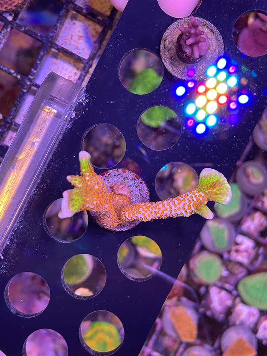 Forest Fire Montipora