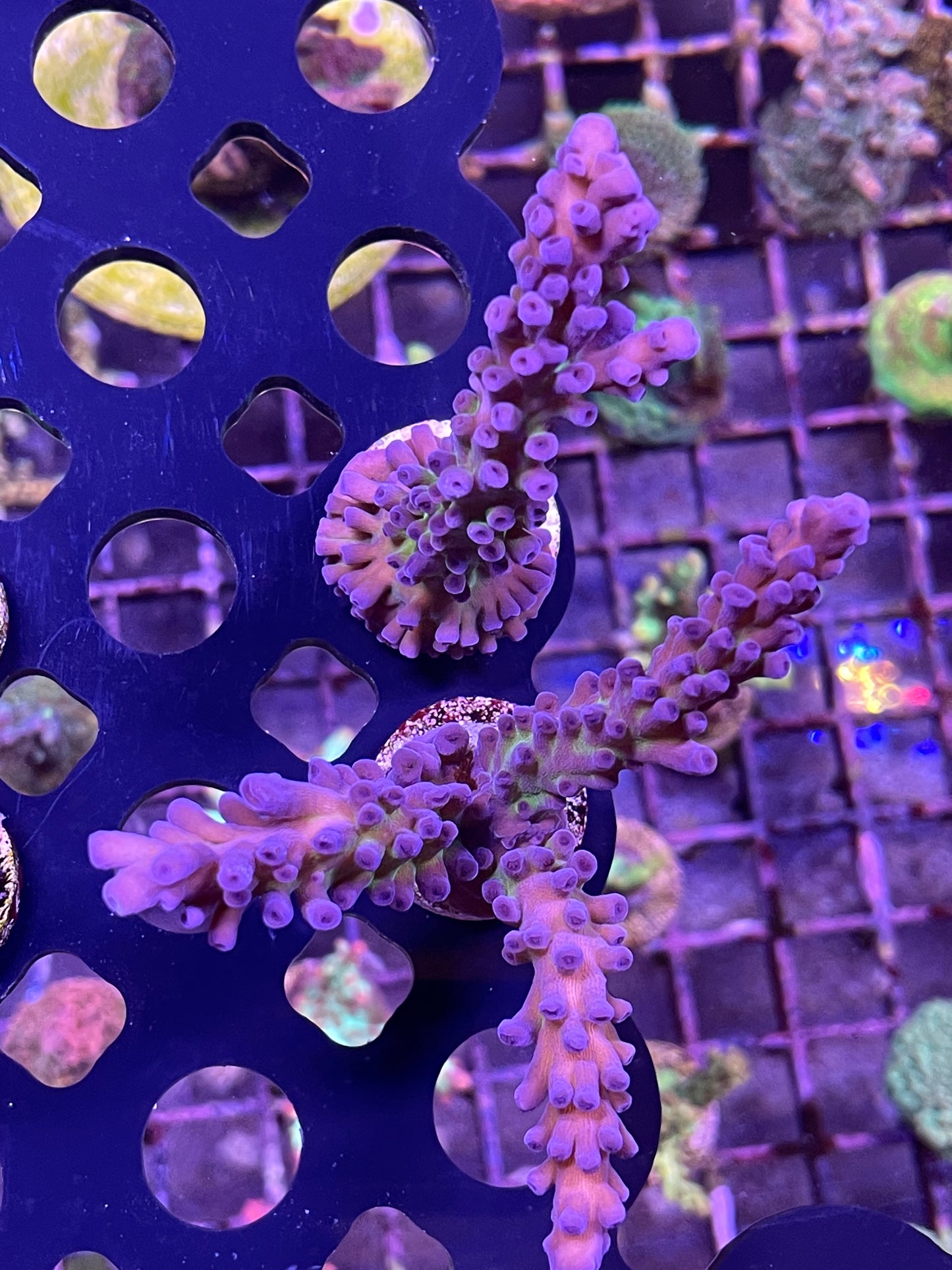 U.R. Miyagi Tort Acropora SPS