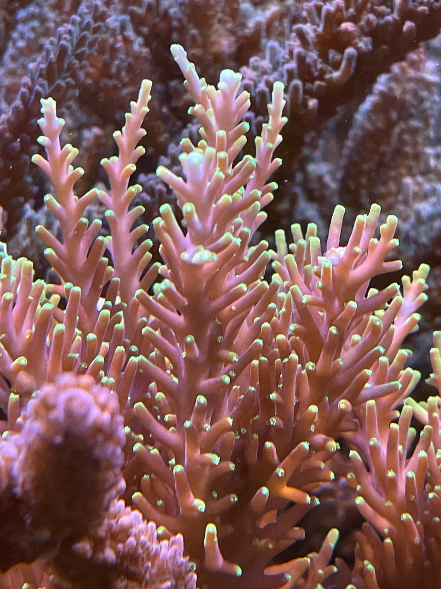 Pac-Man Acropora Carduus