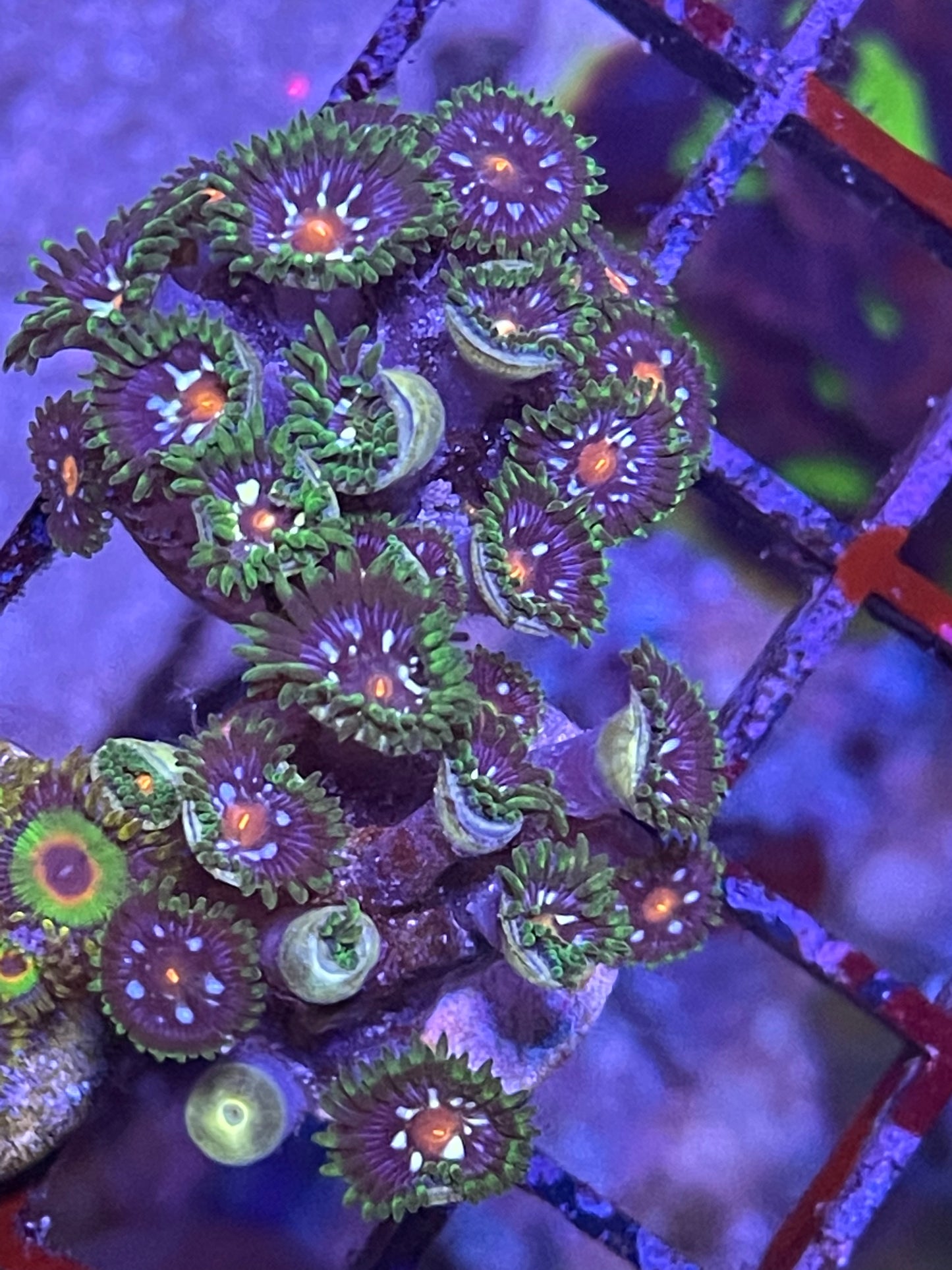 Pinwheels zoanthids
