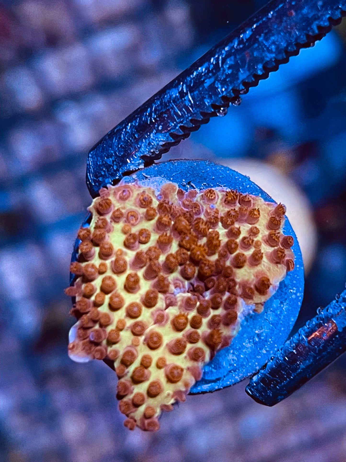 J.F Burning Banana 🔥 🍌 Stylocoeniella Frag