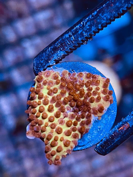 J.F Burning Banana 🔥 🍌 Stylocoeniella Frag