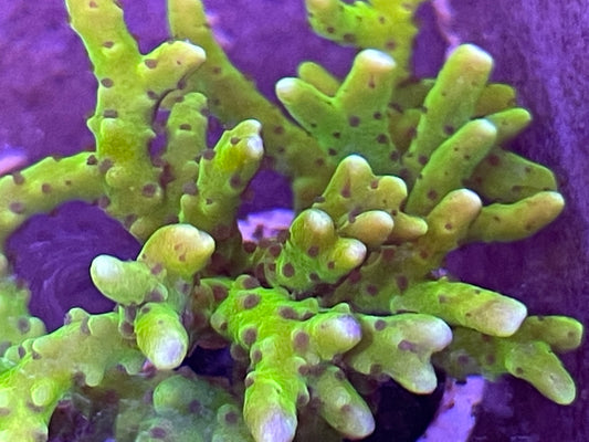 Green Goblin Anacropora