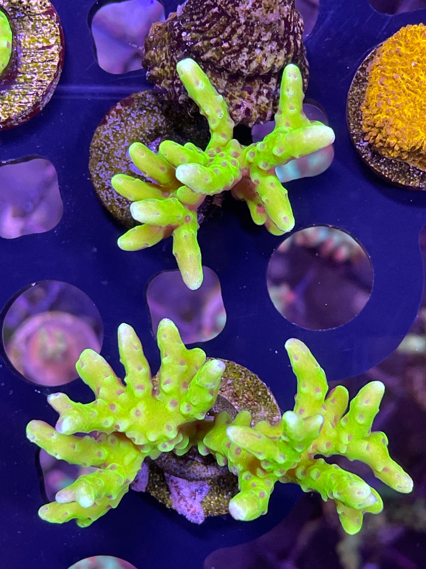 Green Goblin Anacropora