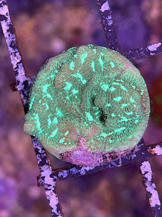 Green Leptoseris Coral