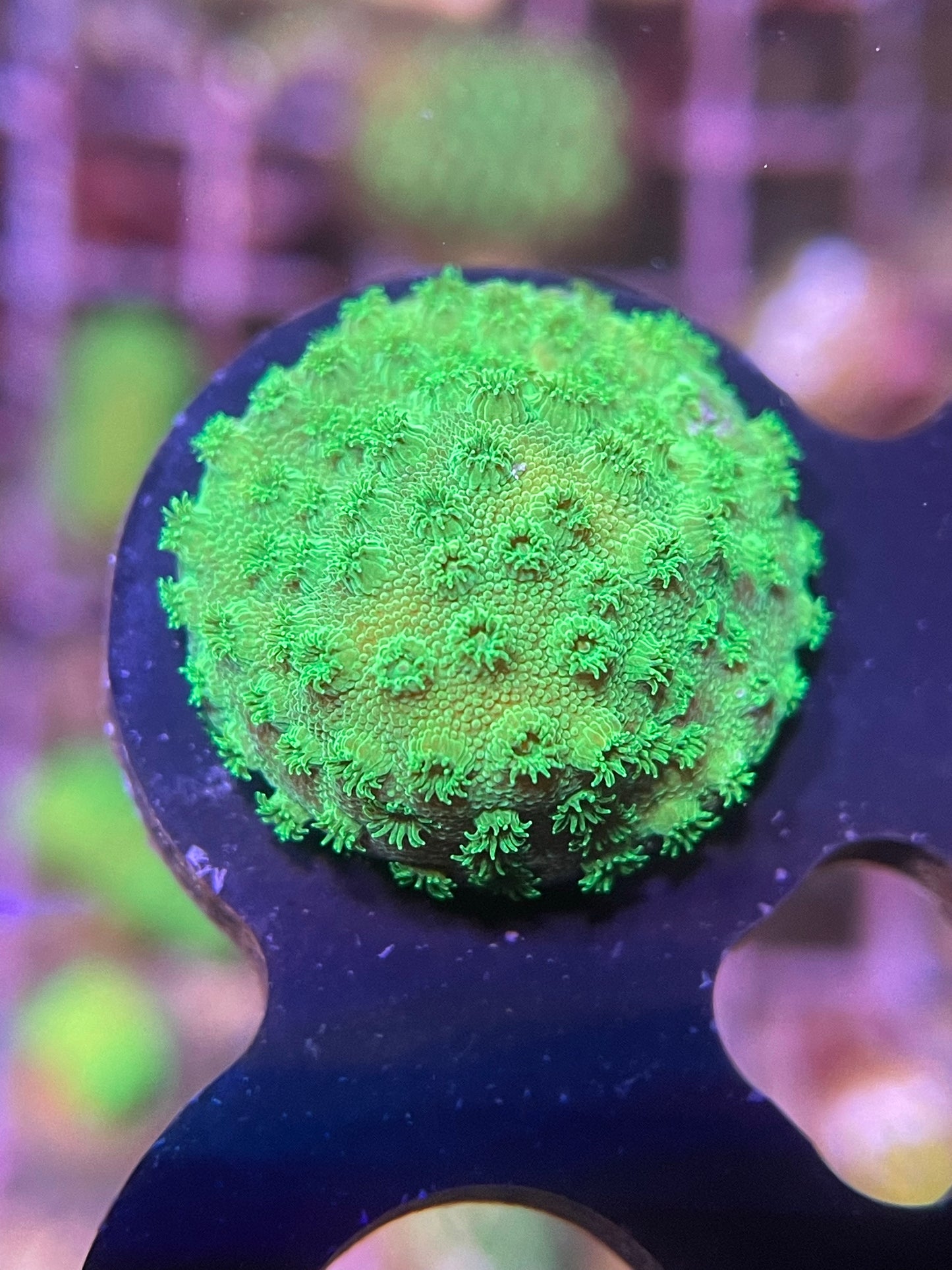 Green cyphastrea