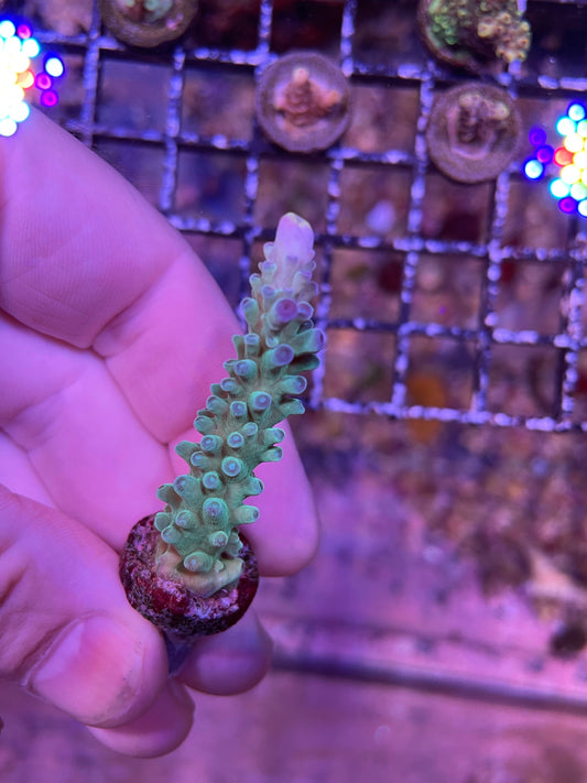 Crown Jewel Staghorn