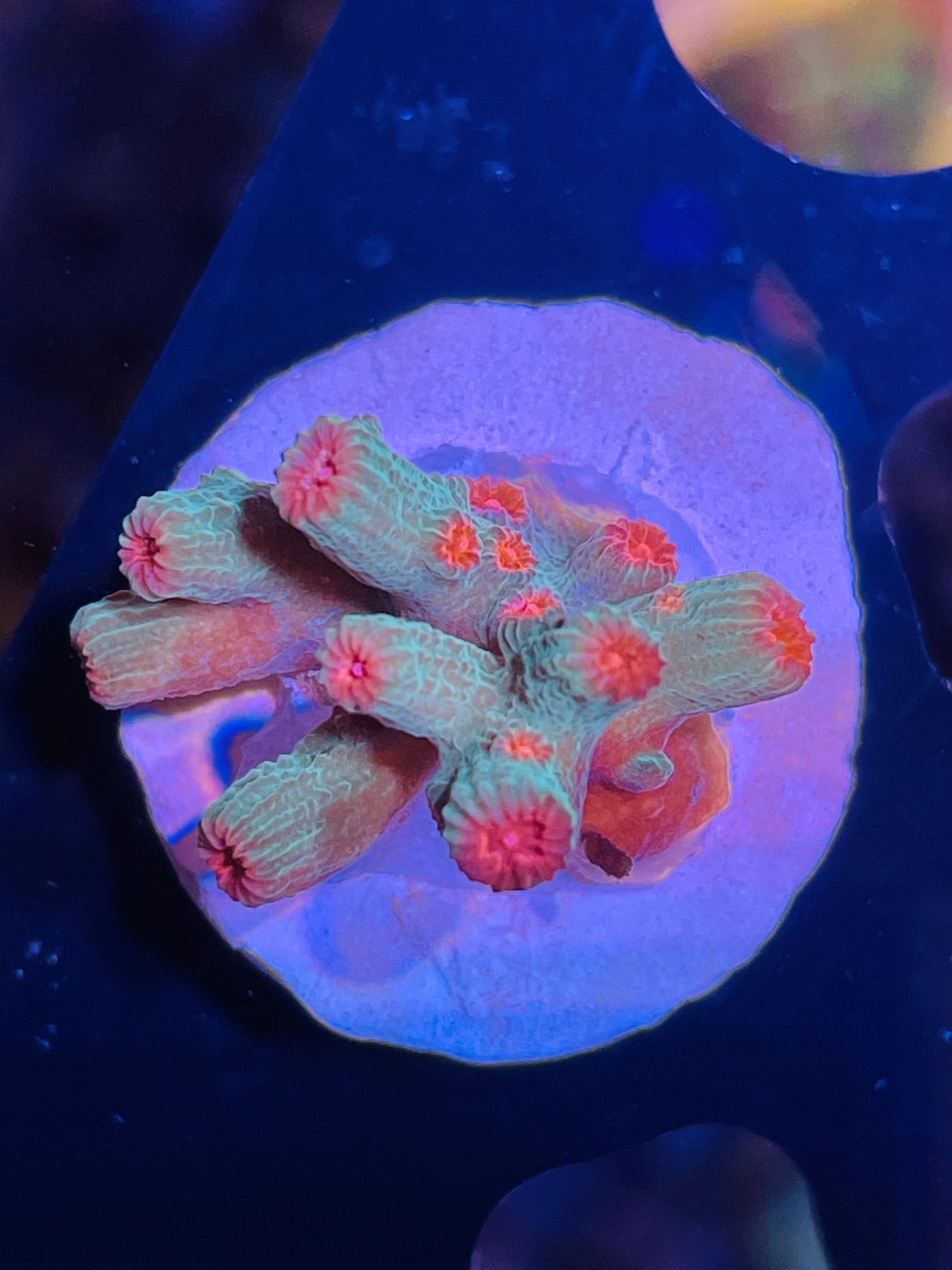 Pink/Green Branching Cyphastrea