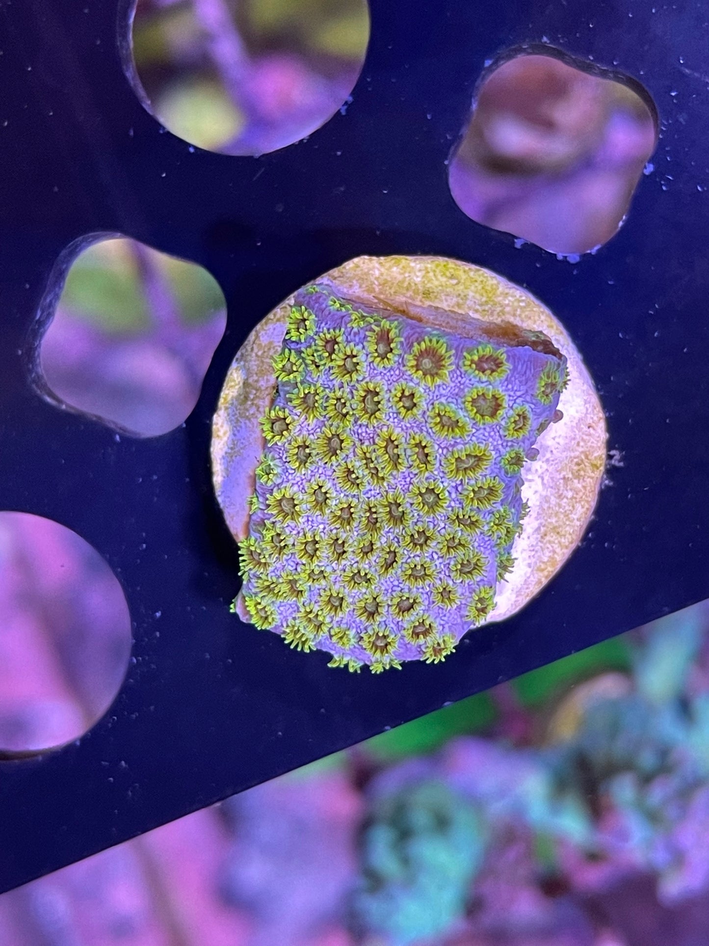 Hells gate Cyphastrea