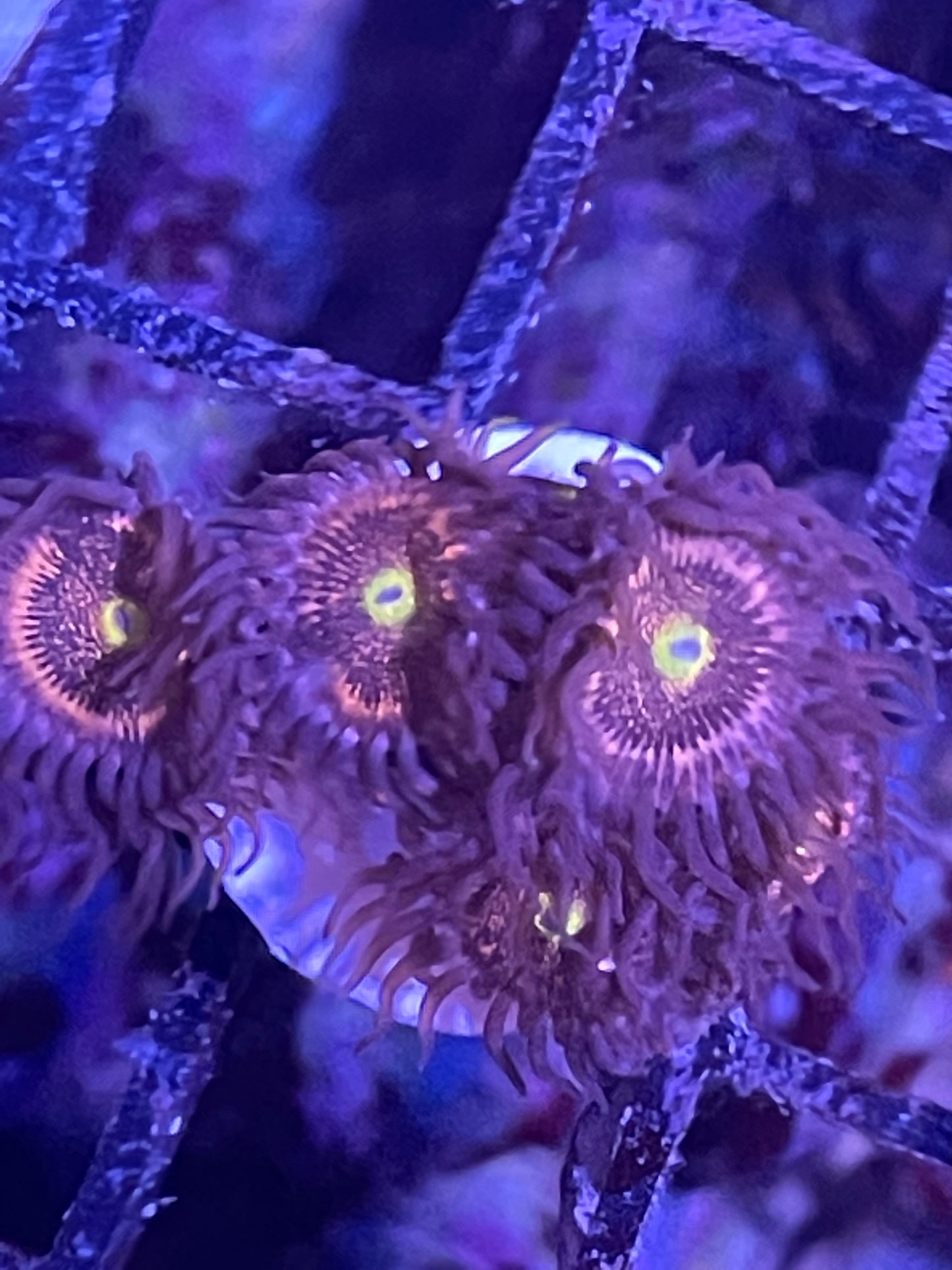 Stardust palyzoa frags