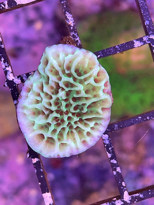 U.R. Mind Trick Montipora