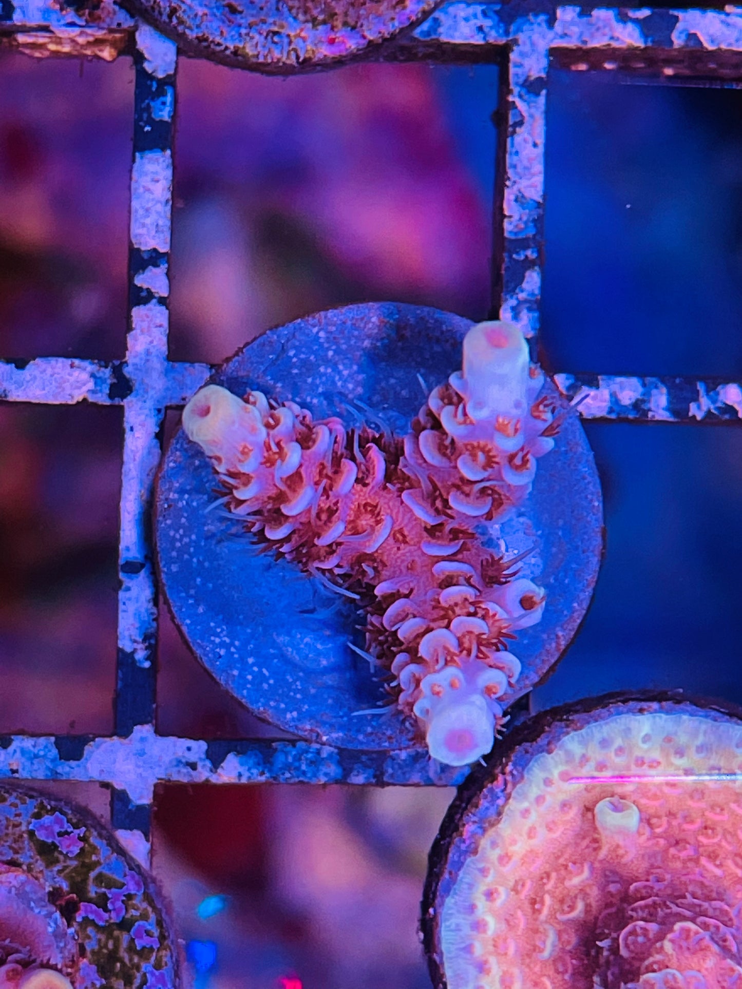 Pink Acropora Millepora