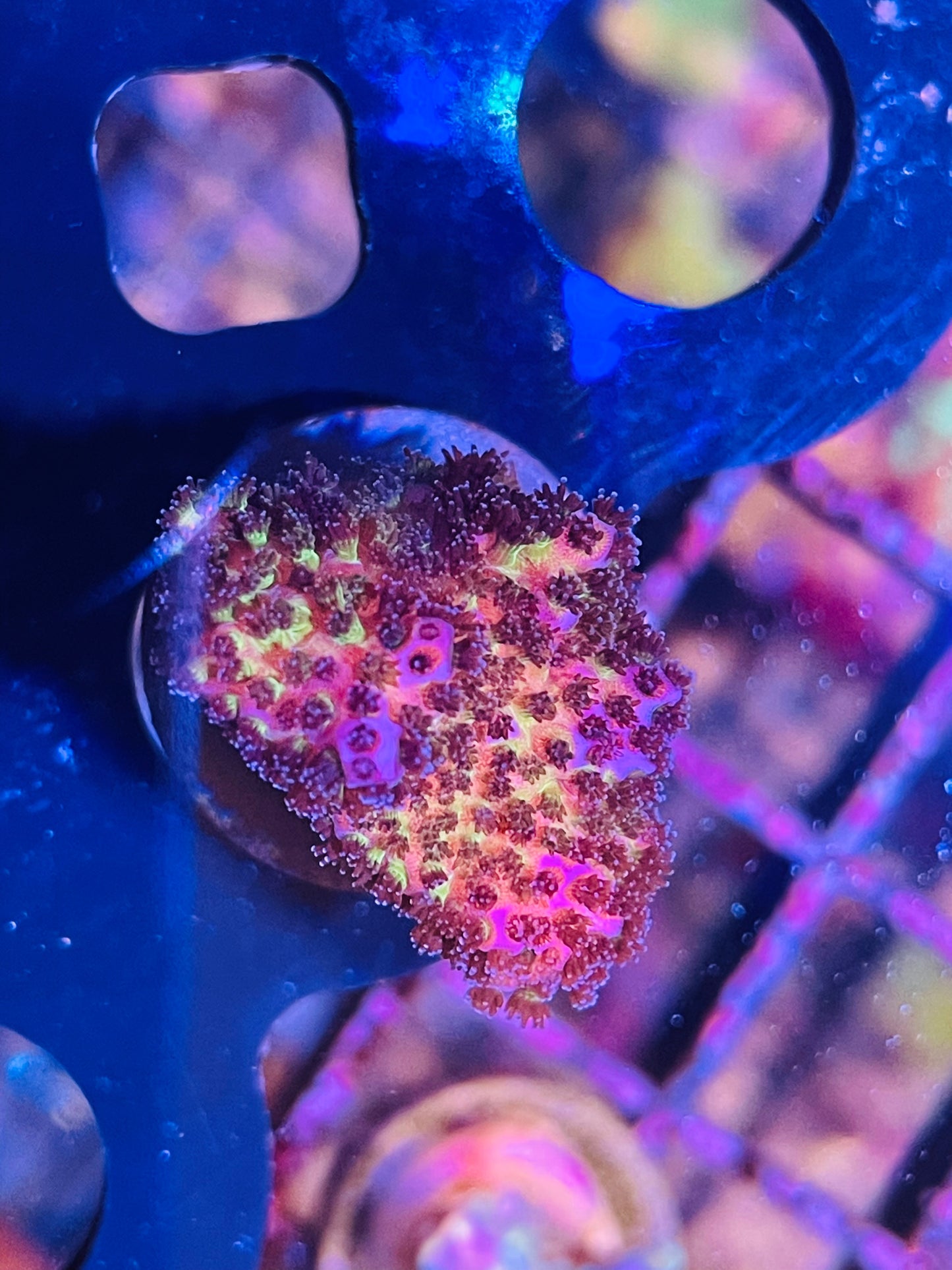 Rainbow Pocillopora