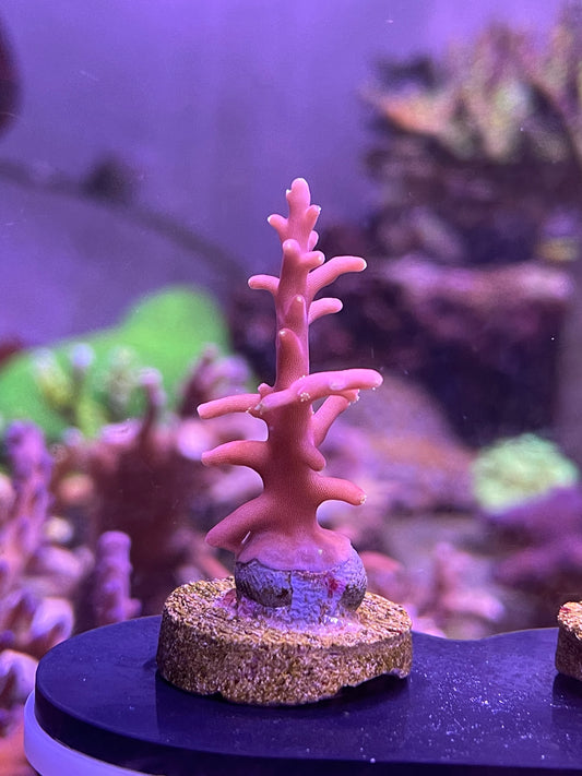 Little Red Ferrari Acropora Carduus