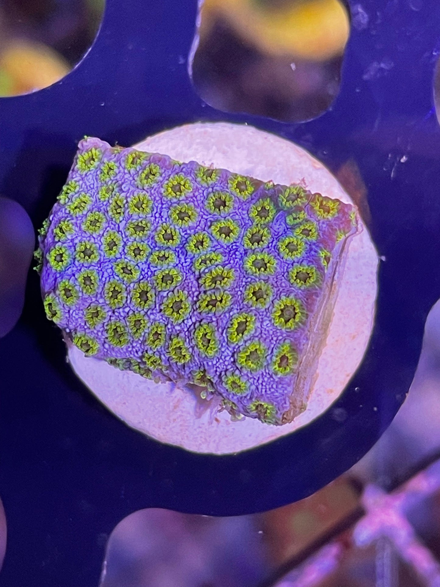 Hells gate Cyphastrea